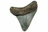 Juvenile Megalodon Tooth - North Carolina #355874-1